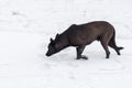 Stray dog being on hunting stage