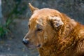 Stray dog with bent ear Royalty Free Stock Photo