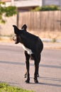 Stray dog Royalty Free Stock Photo