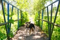 A stray dog blocked the way across the bridge Royalty Free Stock Photo