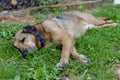 A stray dog with blue collar is laying down on grass trying to get some rest