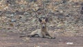 Stray dog body gaunt live in roadside.