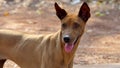 Stray dog body gaunt live in roadside.