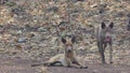 Stray dog body gaunt live in roadside.