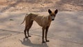 Stray dog body gaunt live in roadside.