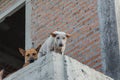 The stray dog Royalty Free Stock Photo