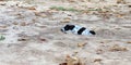 stray dog buried in the sand at the beach, Homeless dog on the beach, dog sleeping on the beach