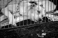 Stray dog in cage Royalty Free Stock Photo