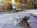 Stray dog in the Chernobyl exclusion zone