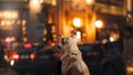 A stray dog in the city. Night on the street Royalty Free Stock Photo