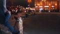 A stray dog in the city. Night on the street Royalty Free Stock Photo