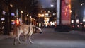 A stray dog in the city. Night on the street Royalty Free Stock Photo