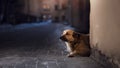 A stray dog in the city. Night on the street Royalty Free Stock Photo