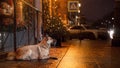 A stray dog in the city. Night on the street Royalty Free Stock Photo