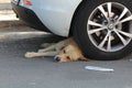 Stray dog crouching resting