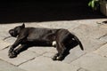 Stray dog crouching resting