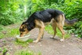 Stray dog dog drinking water Royalty Free Stock Photo