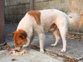 Stray dog eating food