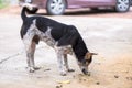 Stray Dog Eating Food Scraps on the Road