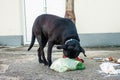 Stray dog eating garbage from containers