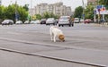 Stray dog eating some meat