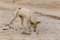 A stray dog eats camel dung. The animal`s plight