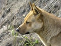 A stray dog encountered on a hike in the mountains