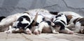 Stray dog feeding her cute little puppies which are sucking the milk Royalty Free Stock Photo