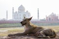 Taj Mahal dog