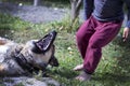 A stray dog grinned at a small child.