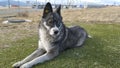 a stray dog, half husky, with multicolored eyes: one eye is blue, the other eye is brown Royalty Free Stock Photo