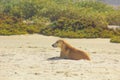 Stray Dog Hanging around on the Beach Enjoying the water Royalty Free Stock Photo