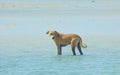 Stray Dog Hanging around on the Beach Enjoying the water Royalty Free Stock Photo