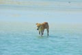 Stray Dog Hanging around on the Beach Enjoying the water Royalty Free Stock Photo