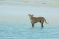 Stray Dog Hanging around on the Beach Enjoying the water Royalty Free Stock Photo