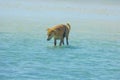 Stray Dog Hanging around on the Beach Enjoying the water Royalty Free Stock Photo