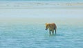 Stray Dog Hanging around on the Beach Enjoying the water Royalty Free Stock Photo