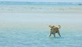 Stray Dog Hanging around on the Beach Enjoying the water Royalty Free Stock Photo