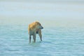 Stray Dog Hanging around on the Beach Enjoying the water Royalty Free Stock Photo