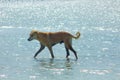 Stray Dog Hanging around on the Beach Enjoying the water Royalty Free Stock Photo