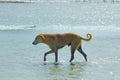 Stray Dog Hanging around on the Beach Enjoying the water Royalty Free Stock Photo