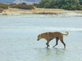 Stray Dog Hanging around on the Beach Enjoying the water Royalty Free Stock Photo