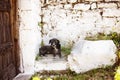 Stray dog in Historic city of Berat in Albania, World Heritage Site by UNESCO Royalty Free Stock Photo