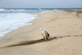 Stray dog in a hole dig for crabs on the beach