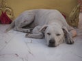 Stray dog, homeless dog waiting something in a slag. Royalty Free Stock Photo