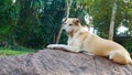 Stray dog, homeless dog waiting something in a slag. Royalty Free Stock Photo