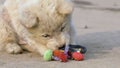 Stray dog ,Homeless puppy in Thailand