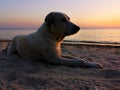 Stray dog lay down on sand at the beach in the sunset time. Feelings lonely