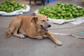 Stray dog lies on the concrete surface at food market