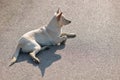 stray dog lies down on road against sunlight